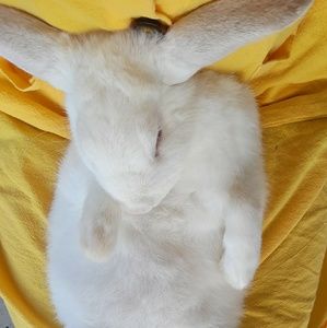 Meet your Posher, Ada